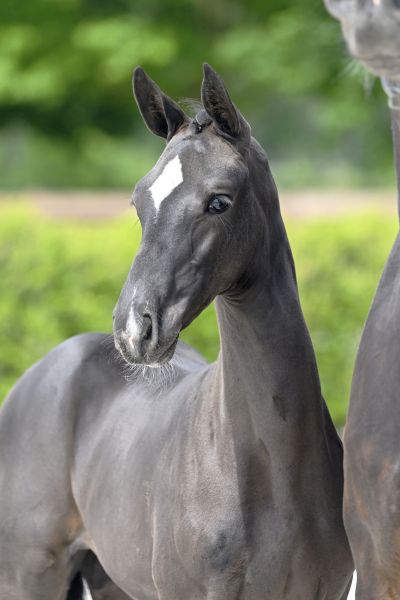 Chique A Z Chique A Z