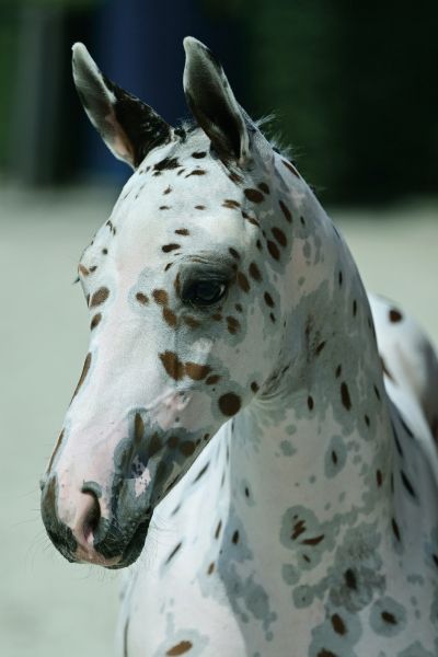 Jackspot Sitte Z