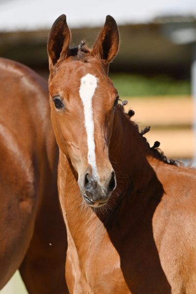 heaven-de-will-z heaven-de-will-z