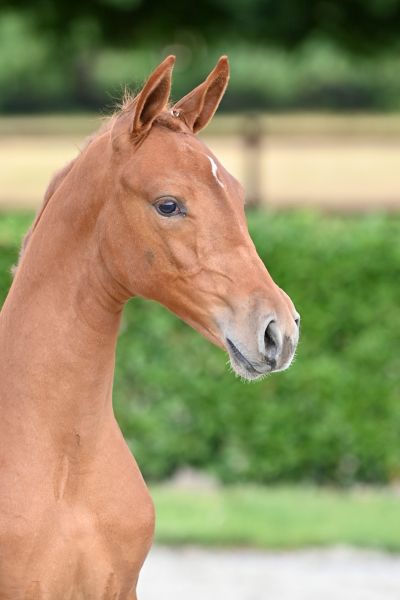 mirabel-van-t-breezerhof-z-23 mirabel-van-t-breezerhof-z-23