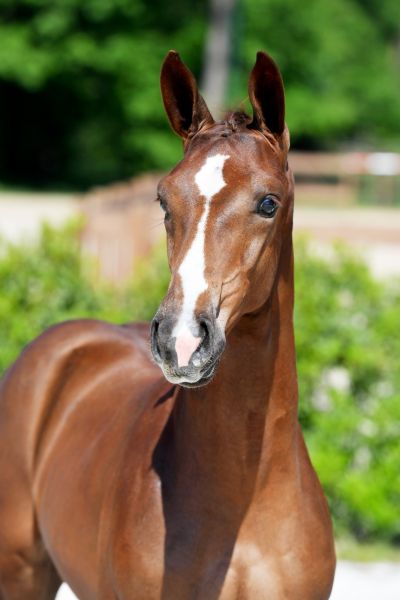 comme-surprice-axelhoeve-z comme-surprice-axelhoeve-z