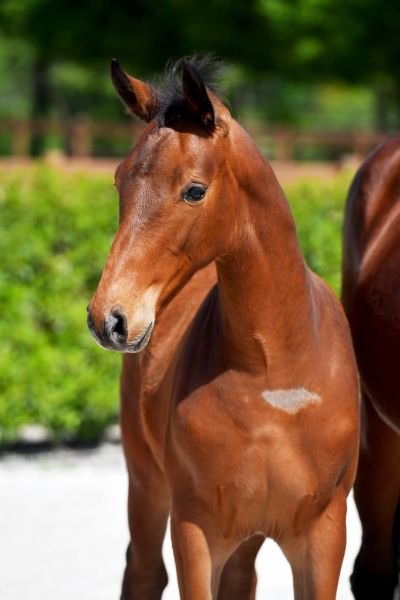 ulysse-du-mury-marais-z-63 ulysse-du-mury-marais-z-63