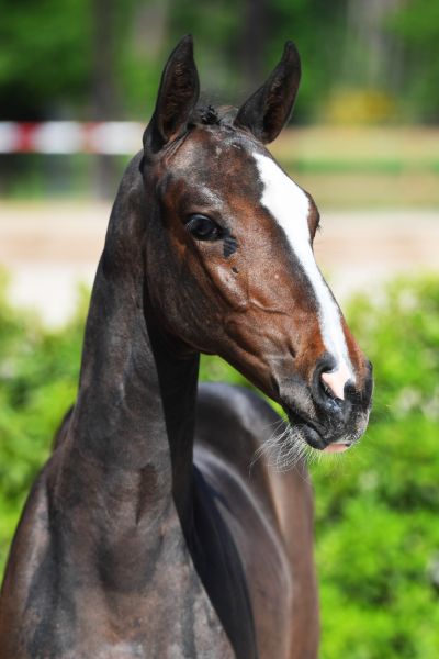 domina-bulls-eye-z domina-bulls-eye-z