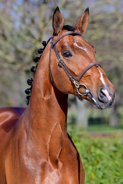 amedee-van-t-heike-z-69 amedee-van-t-heike-z-69