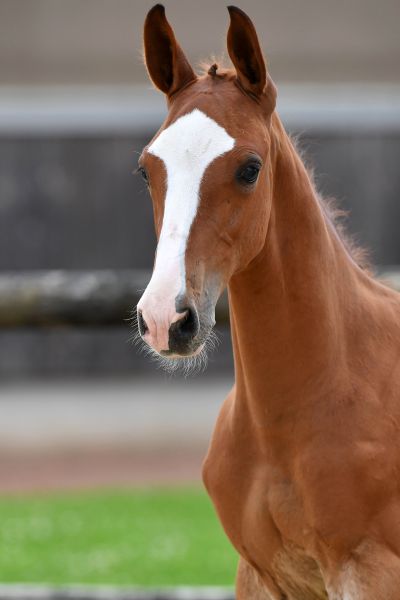 kiss-and-fly-dk-z-43 kiss-and-fly-dk-z-43