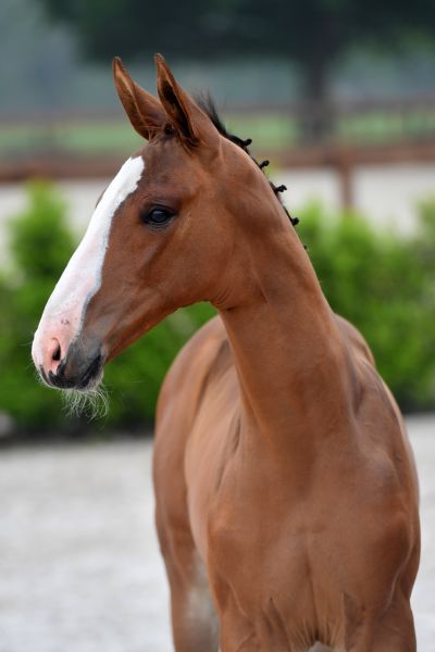 arlon-ter-doorn-z-67 arlon-ter-doorn-z-67