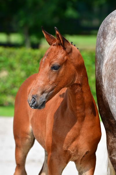 cato-de-jolie-z cato-de-jolie-z