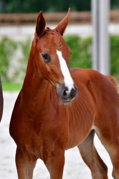 eusebio-hoofd-large eusebio-hoofd-large