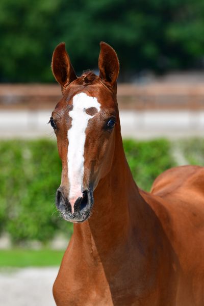 chadwick-ec-z chadwick-ec-z