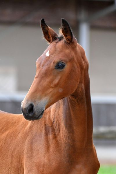 18-china-doll-j-z6d77103 18-china-doll-j-z6d77103