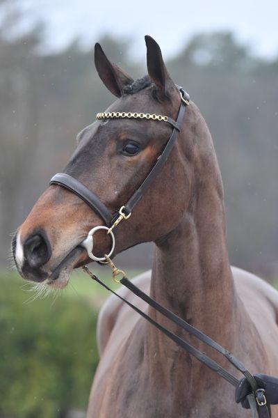 narina-i-w narina-i-w