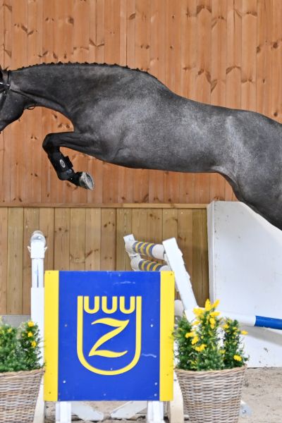 diva-db-z-43 diva-db-z-43