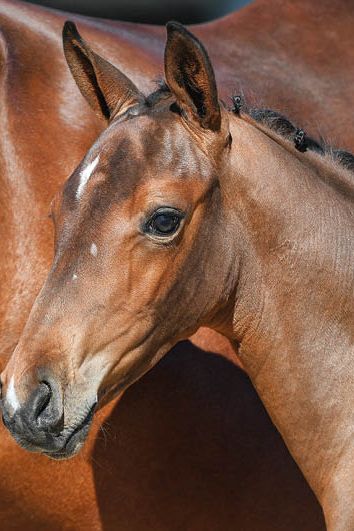 veulenskop2020website11 veulenskop2020website11