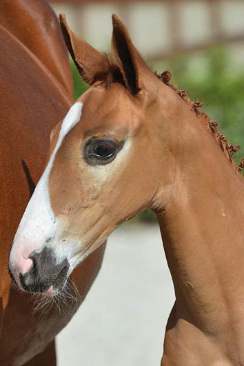 veulenskop2020website14 veulenskop2020website14