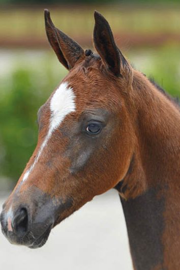 veulenskop2020website20 veulenskop2020website20