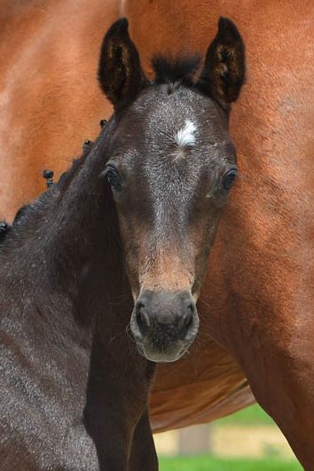 veulenskop2020website27 veulenskop2020website27