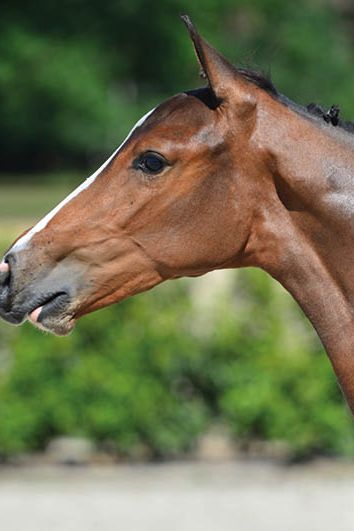 veulenskop2020website32 veulenskop2020website32