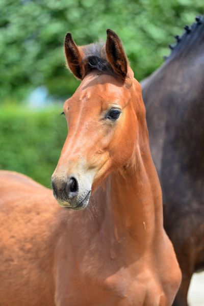 eliott-vd-hunters-z-86 eliott-vd-hunters-z-86