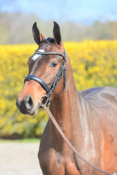 catharina-gph-z-30 catharina-gph-z-30