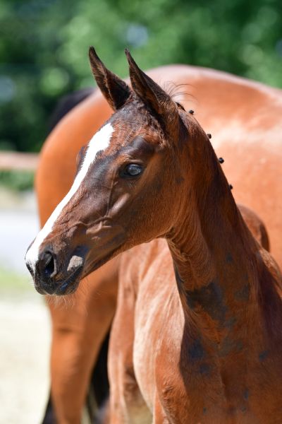 quadrilla-5 quadrilla-5