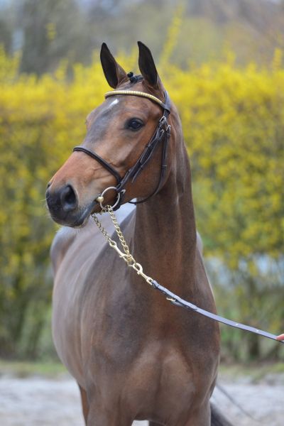 chelippa-vd-hoek-z chelippa-vd-hoek-z