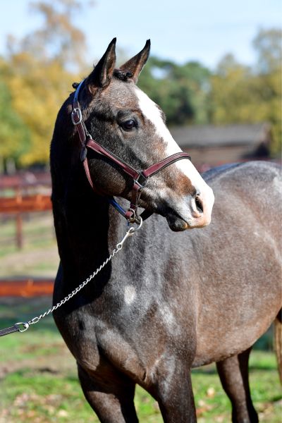 denver-c-z denver-c-z