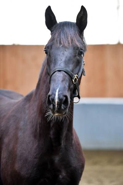 20180404-ga65333 20180404-ga65333