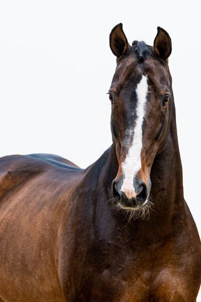 GALOUBET A x POLYDOR Taloubet Z