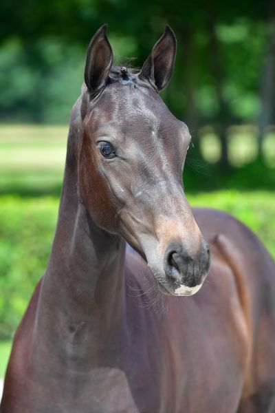 davina-z-26 davina-z-26