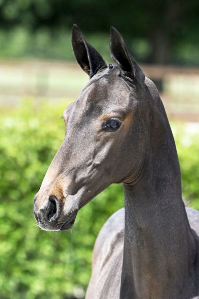 Balius 2000 Z Balius 2000 Z