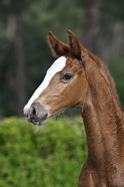 Cacharel VH Ruytinxbos V Spalbeek Z 2 Cacharel VH Ruytinxbos V Spalbeek Z 2