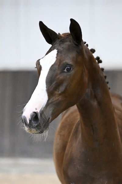 Claus B Z 2 Claus B Z 2