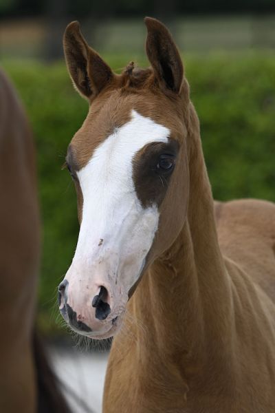 Upicco V.V. Z 2 Upicco V.V. Z 2