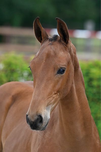 64 Iconic AEG Z 64 Iconic AEG Z