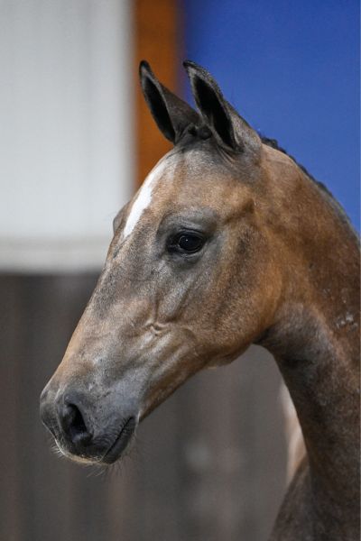 82 Clooney A & S Z 82 Clooney A & S Z