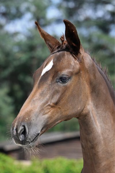 84 Cimie Tachor Z 84 Cimie Tachor Z