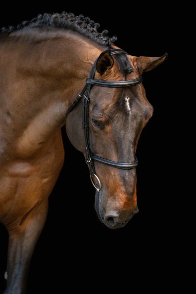 Jenson van 't Meulenhof Z Jenson van 't Meulenhof Z