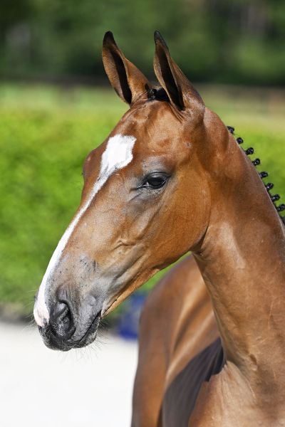 Kashmir v Schuttershof x Echo van 't Spieveld Kratos T40 Z