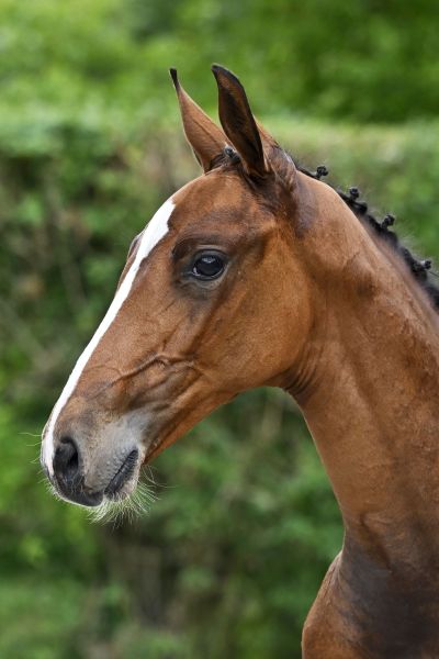 Domenico d'Augustijn Z Domenico d'Augustijn Z