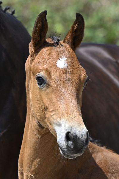 Dysprosium LEQ Z Dysprosium LEQ Z