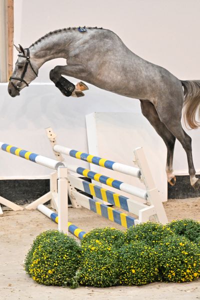 Champion 2000 Z Champion 2000 Z