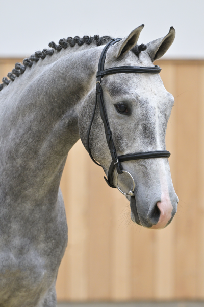 Carrasco Van Het Dravers-Hof Z Carrasco Van Het Dravers-Hof Z