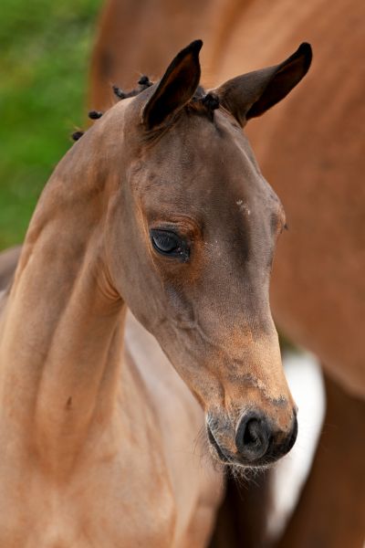 Delilah Dem vd Kleinheide Z Delilah Dem vd Kleinheide Z