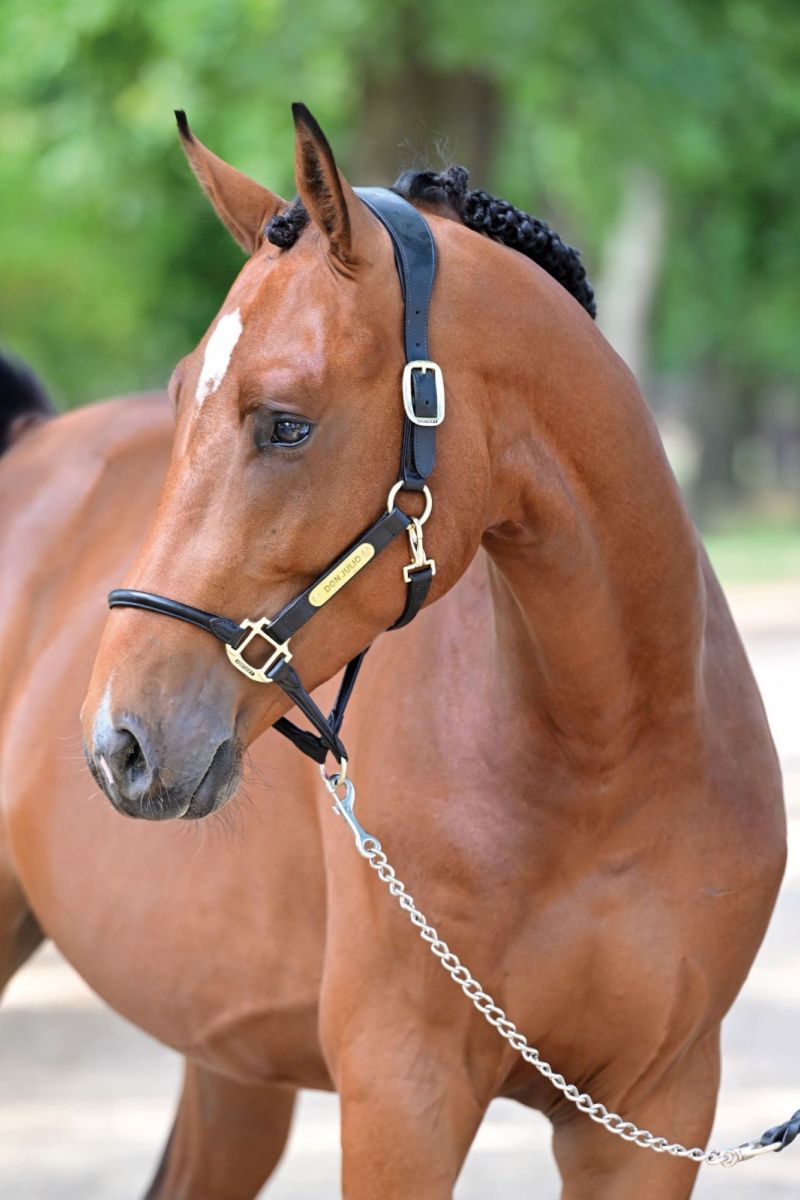 DON JULIO DE REGOR T40 Z Stallion prospect out of CENTA DE MUZE