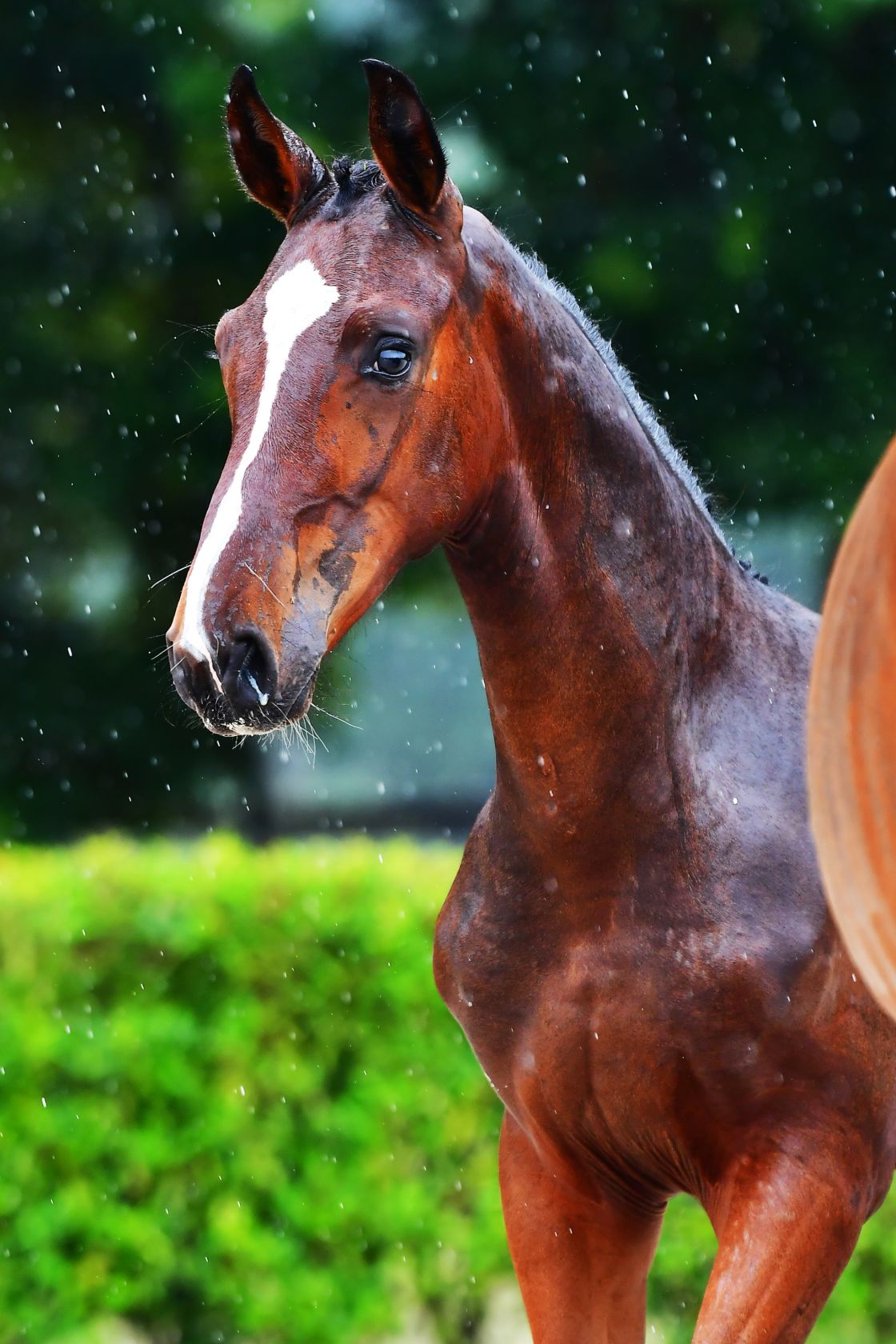 HAMLET BUTTERFLY Z - Brother to 1m40 jumping FREULE B and approved ...