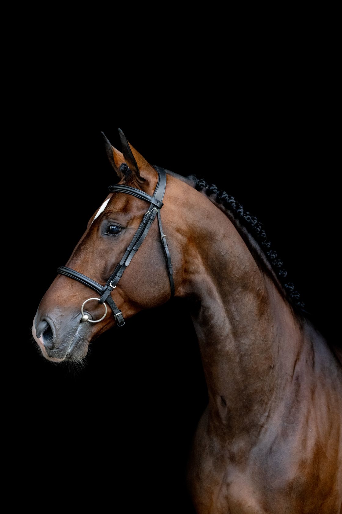 Hengst Von Syriano X Halimey Go: Springpferd, Pedigree – LTZQ
