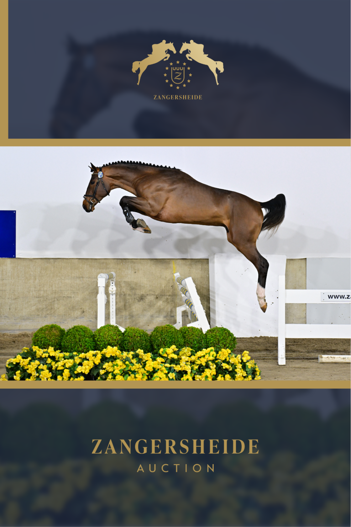 EPIC WALDSTAR Z - Son of Jessica Springsteens 1m65 jumping FLEUR DE L ...