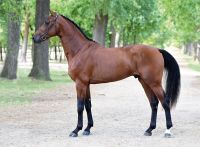 amore-vh-beeckhof-z