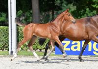 high-class-l3b-z