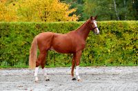 martini20191107-ga61819